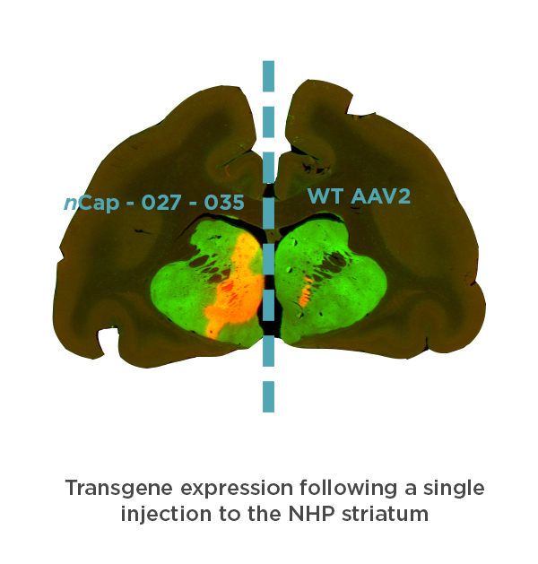 Vector Capsid High-Purity AAV Capsids for Advanced CNS Gene Delivery - nVector